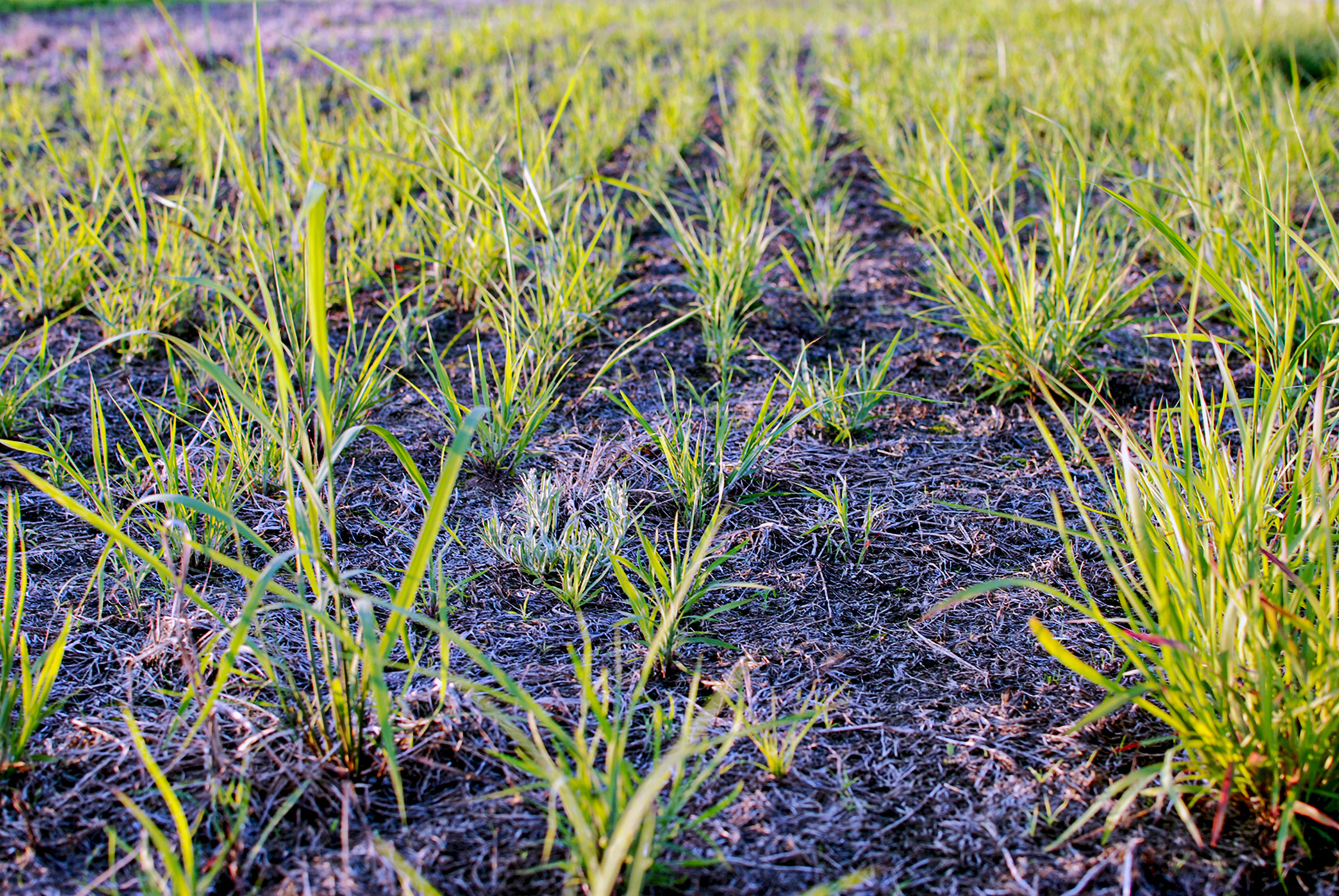 Green grass sprouting in equal increments. 